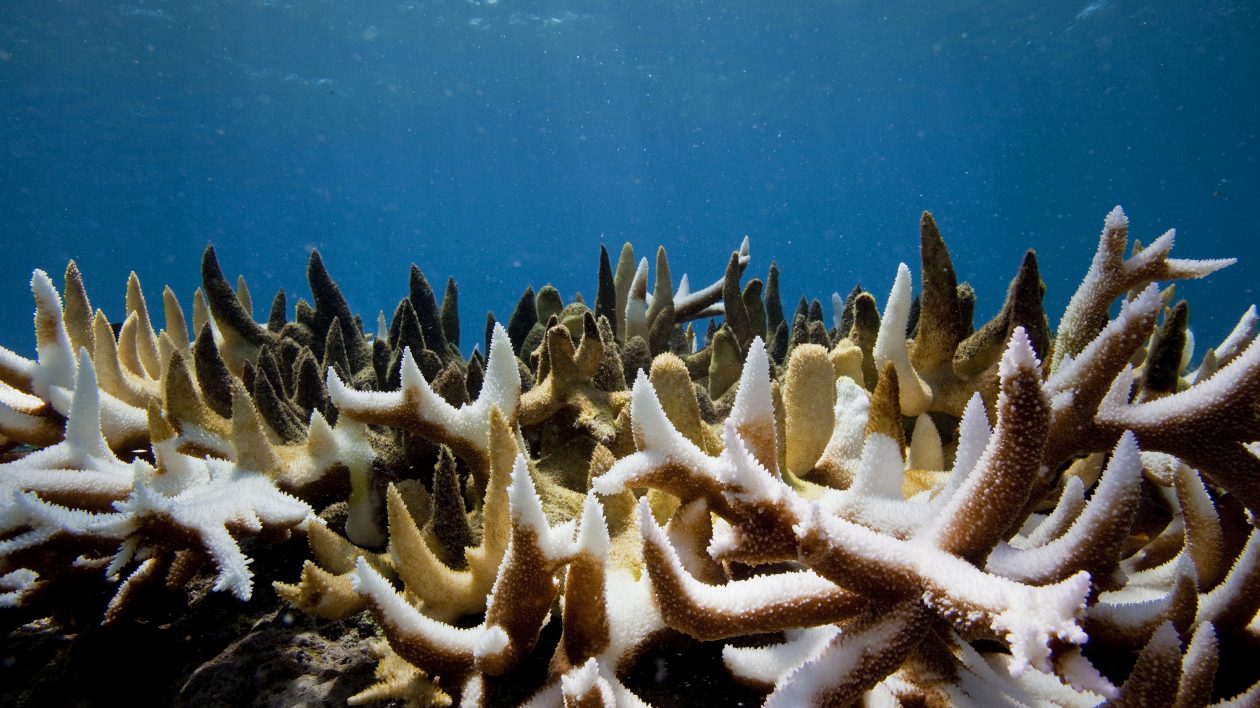 Research Shows Transplanting Staghorn Corals Could Help The Species Recover  In The Caribbean