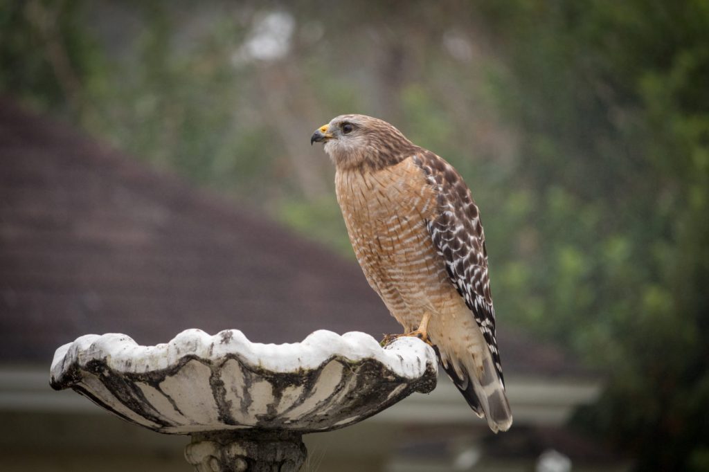 Cooper's Hawk Identification, All About Birds, Cornell Lab of Ornithology