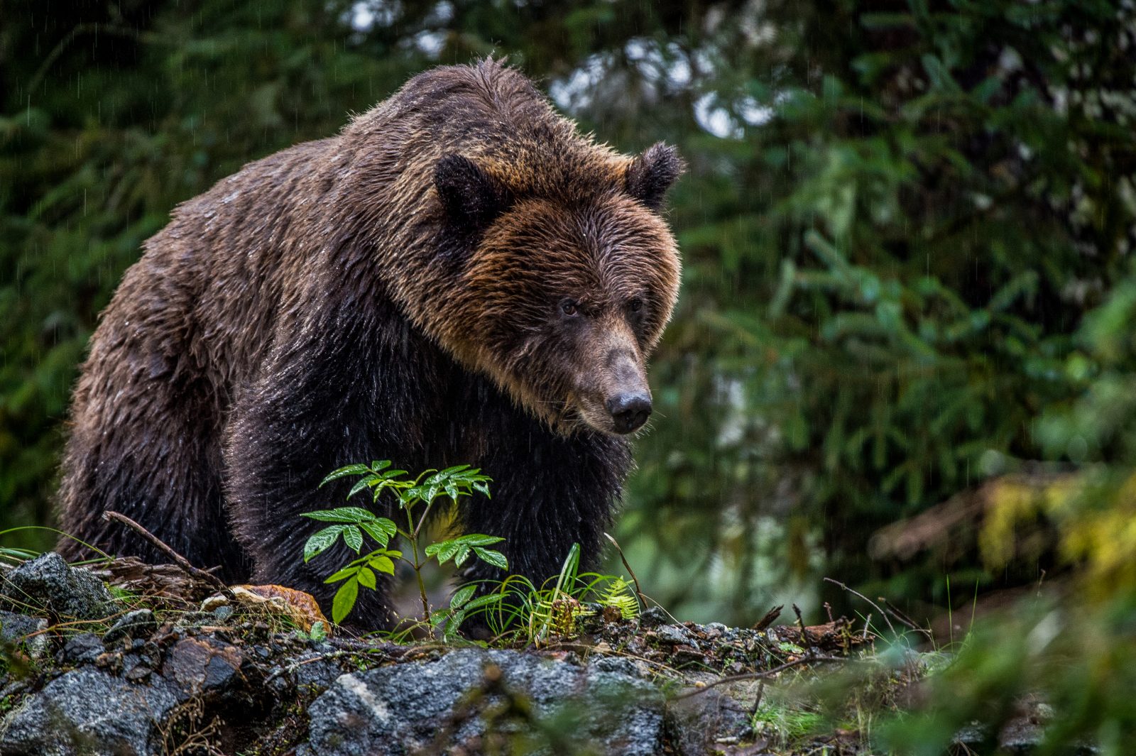 The Good, the Bad, and the Grizzly, What to Do if You Encounter a Bear, Nature