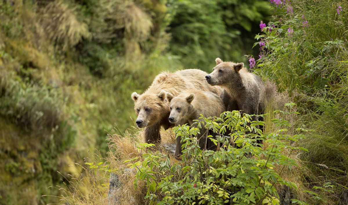 A lot of bears. Где можно найти бурого медведя в стей аут.