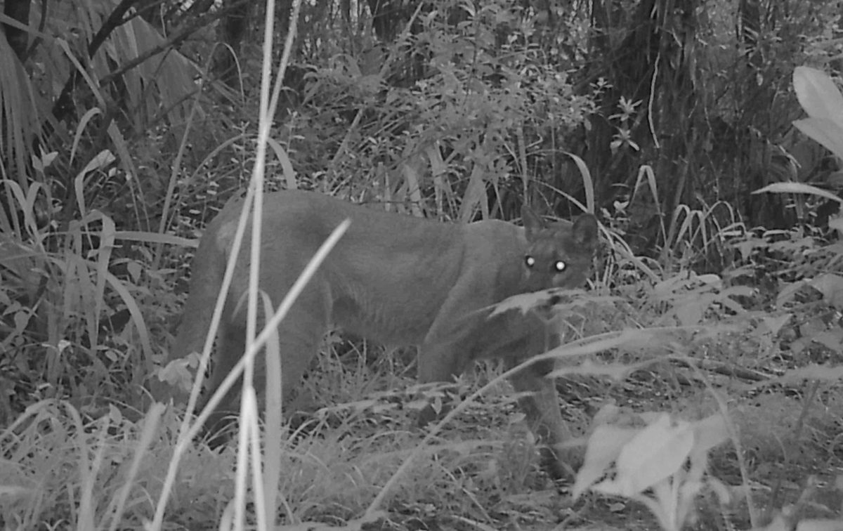 https://blog.nature.org/wp-content/uploads/2019/01/Florida-panther-Janet-Pesaturo.jpg