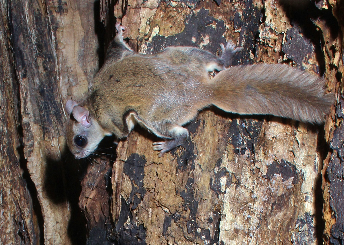 flying squirrel on the trunk of an oak tree
