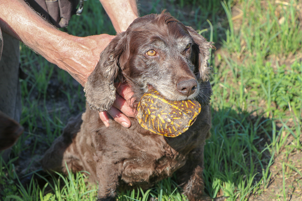 brown dog with box turtle in its mouth