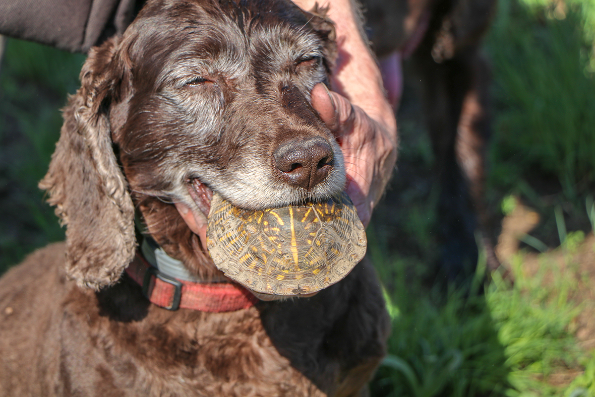 brown dog with a small turtle in its mouth