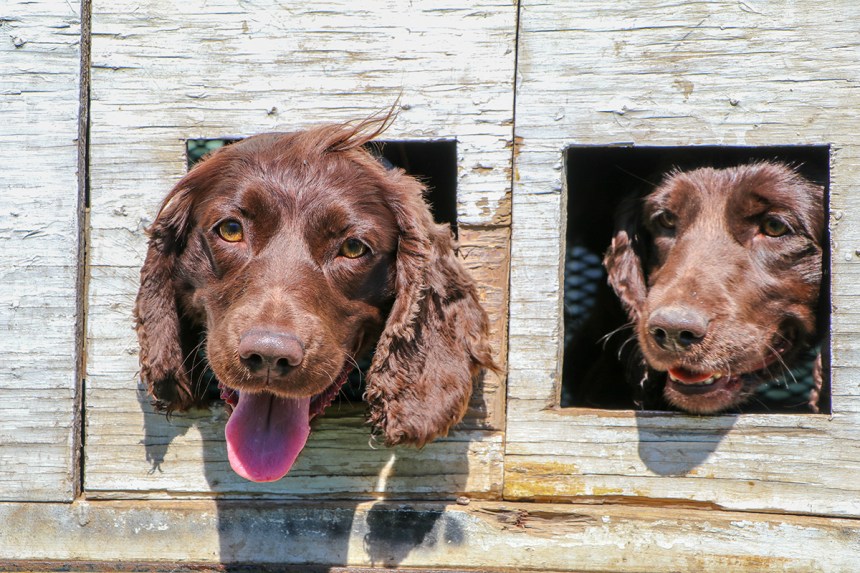 Two brown dogs poking their heads out of a wooden kennel