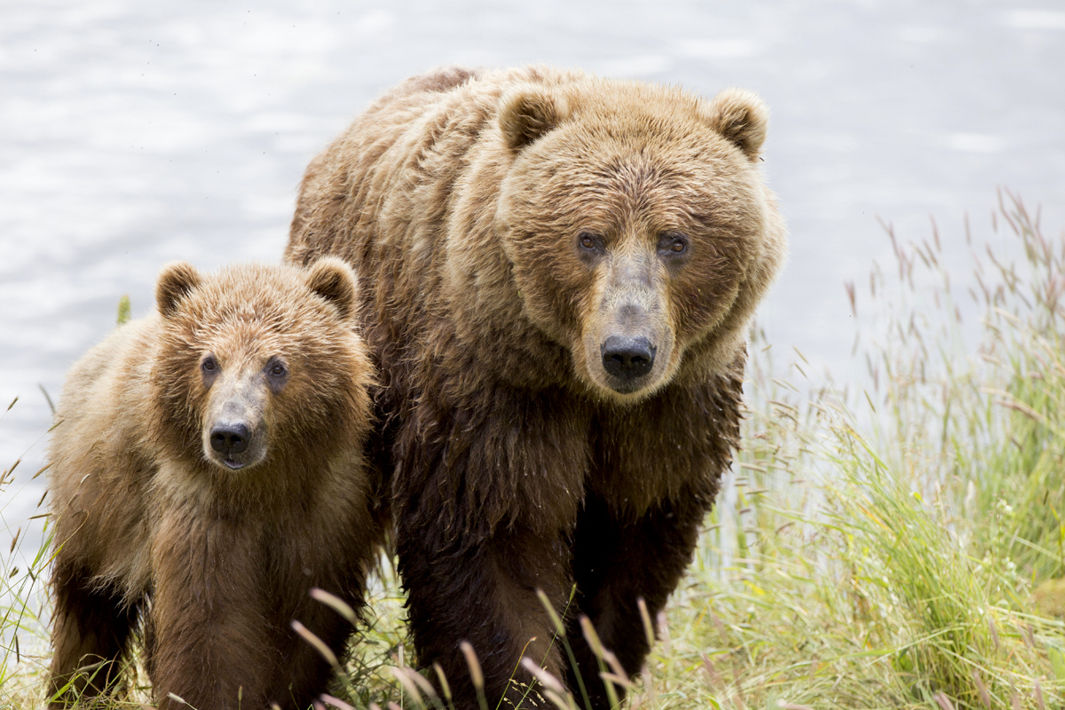 Photo of a male brown bear and a Sockeye salmon, Alaska