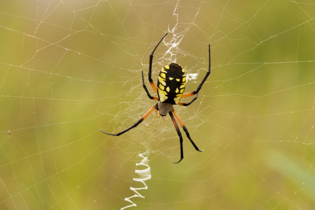 spider in its web