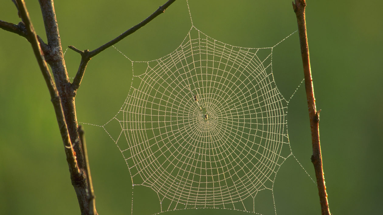 Spider Silk Is Stronger Than Steel. It Also Assembles Itself