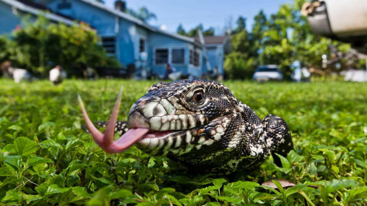 tegu lizard on a grassy lawn