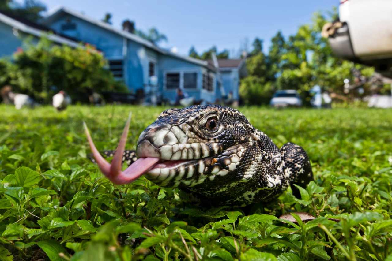tegu lizard on a grassy lawn