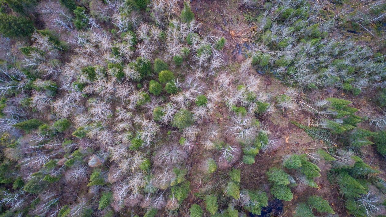 Aerial view of trees