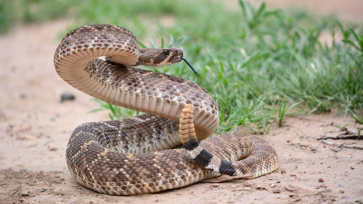 a curled up rattlesnake