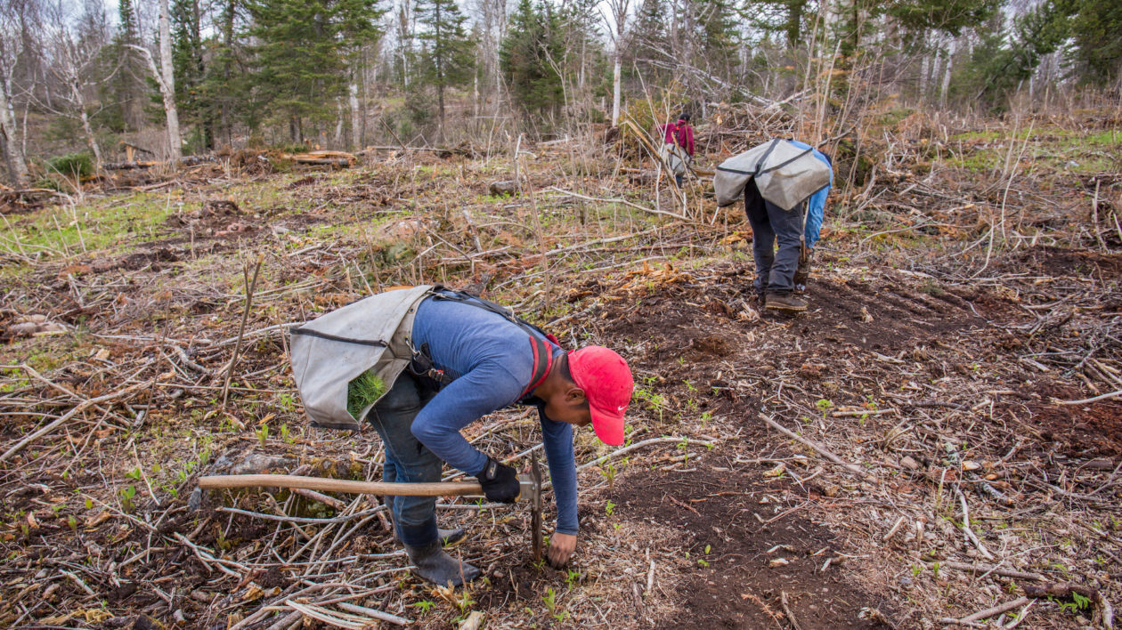 People doing restoration work in a forest