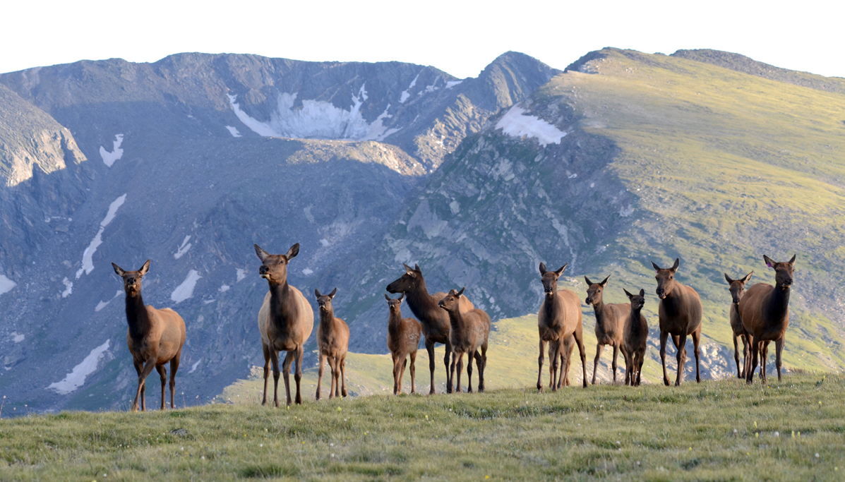 Elk herd Lisa Ballard Do Elk Fear Wolves? Maybe Not