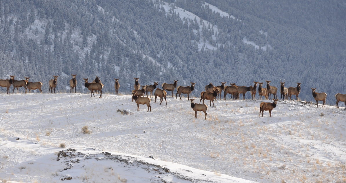 Snow on the Hoof: How Deer, Elk and Other Western Wildlife Cope in Harsh  Winters - Cool Green Science