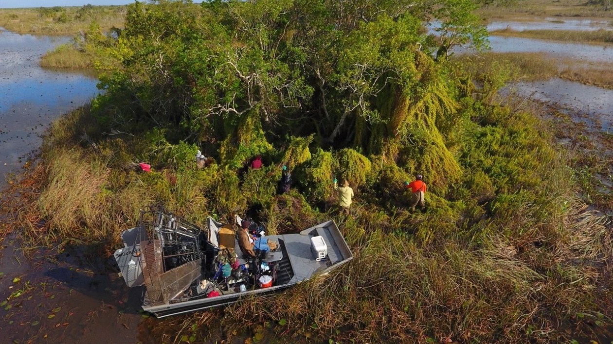 aerial of a boat and people in the Everglades