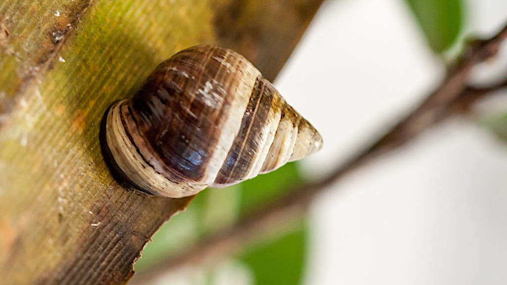 10 Most Beautiful Snails In The World 