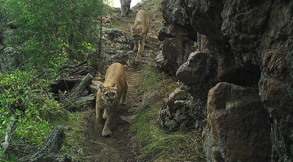 Two mountain lions walking down a forest trail