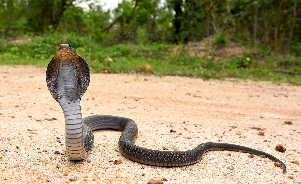 Diamondback Batters Will Improve - AZ Snake Pit