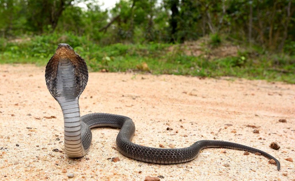 a cobra with it's hood flared