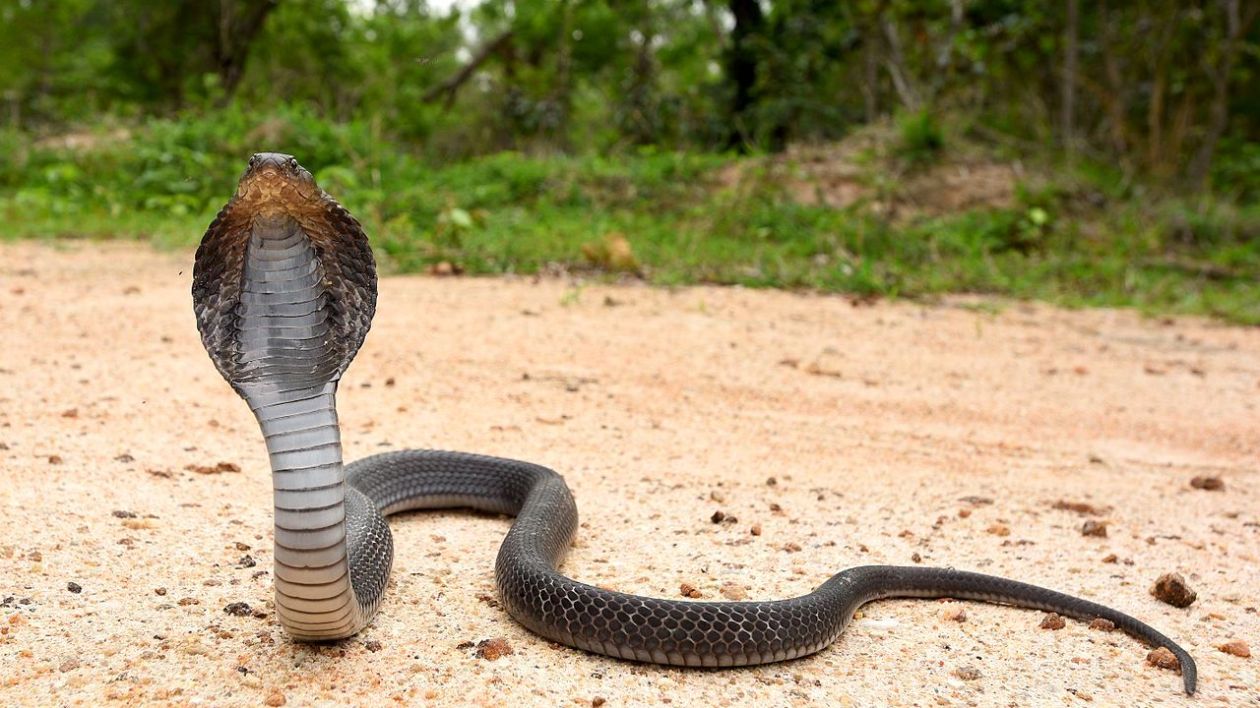 a cobra with it's hood flared
