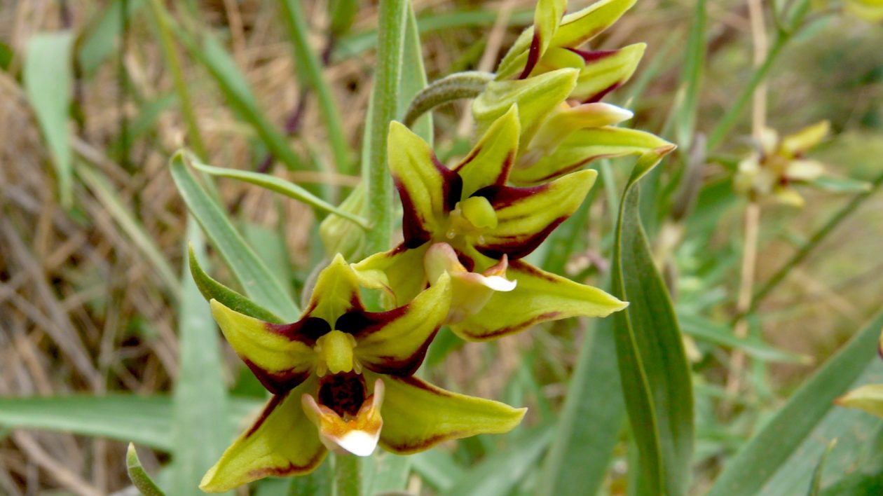 Epipactis veratrifolia - Scarce marsh Helleborine- Garden Orchid