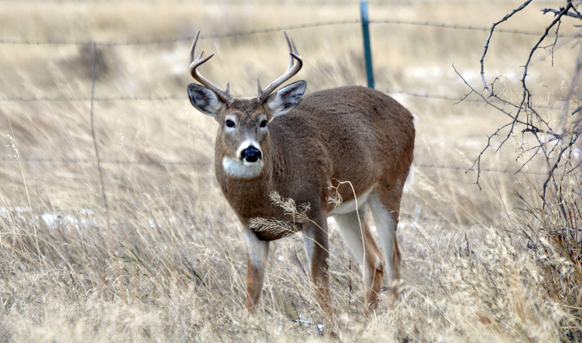 Snow on the Hoof: How Deer, Elk and Other Western Wildlife Cope in