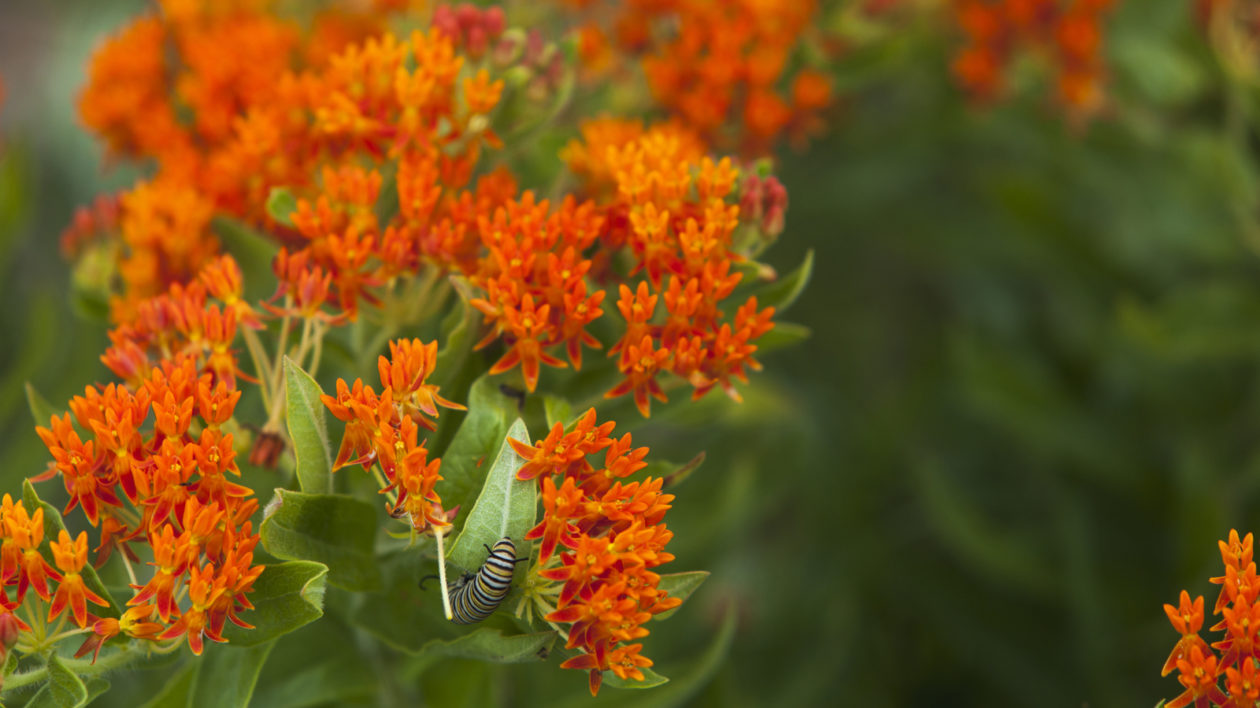 A caterpillar crawling on orange flowers. 