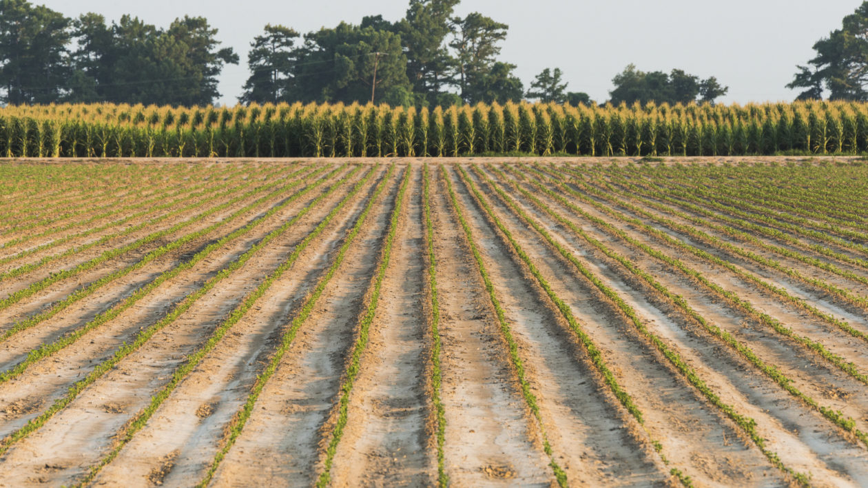 a cornfield and soybean field