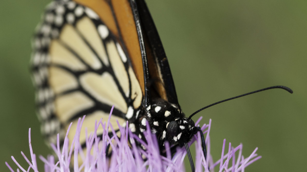 A butterfly on a purple flower. 