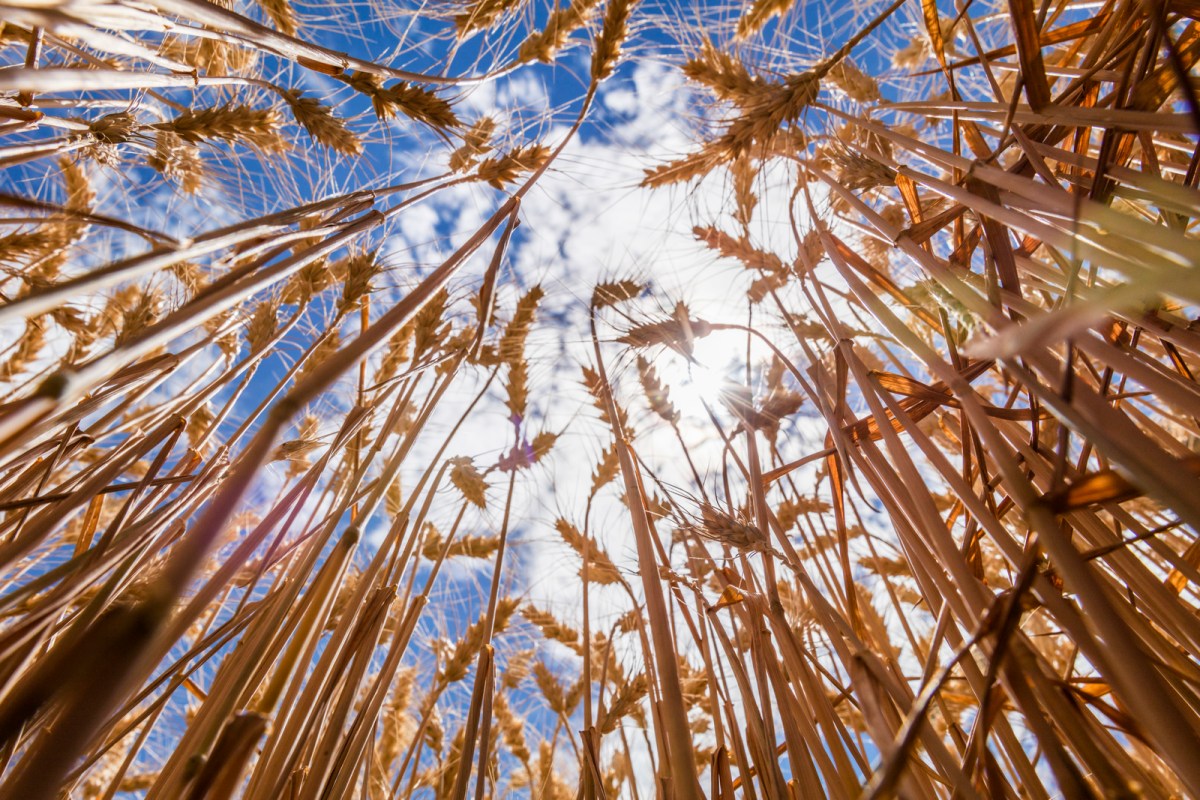grains of wheat