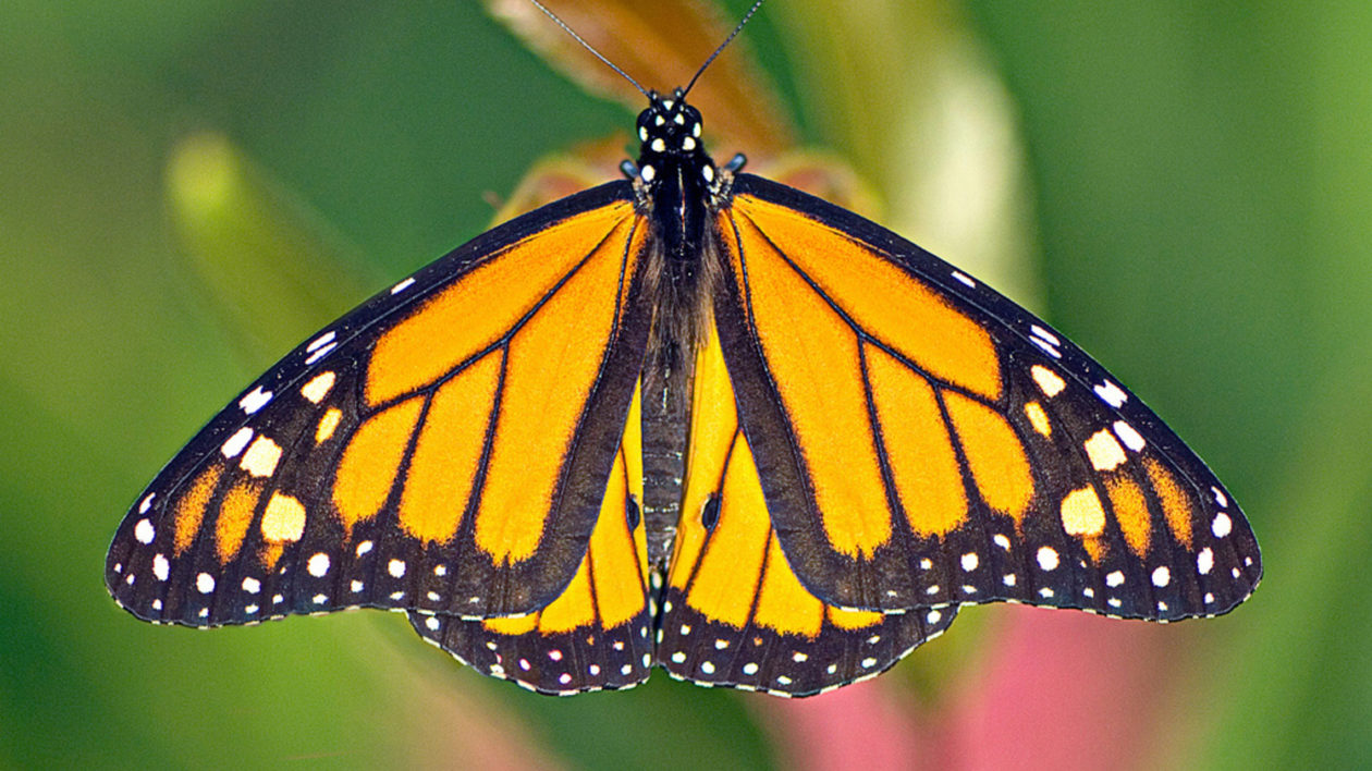 A butterfly on a flower. 