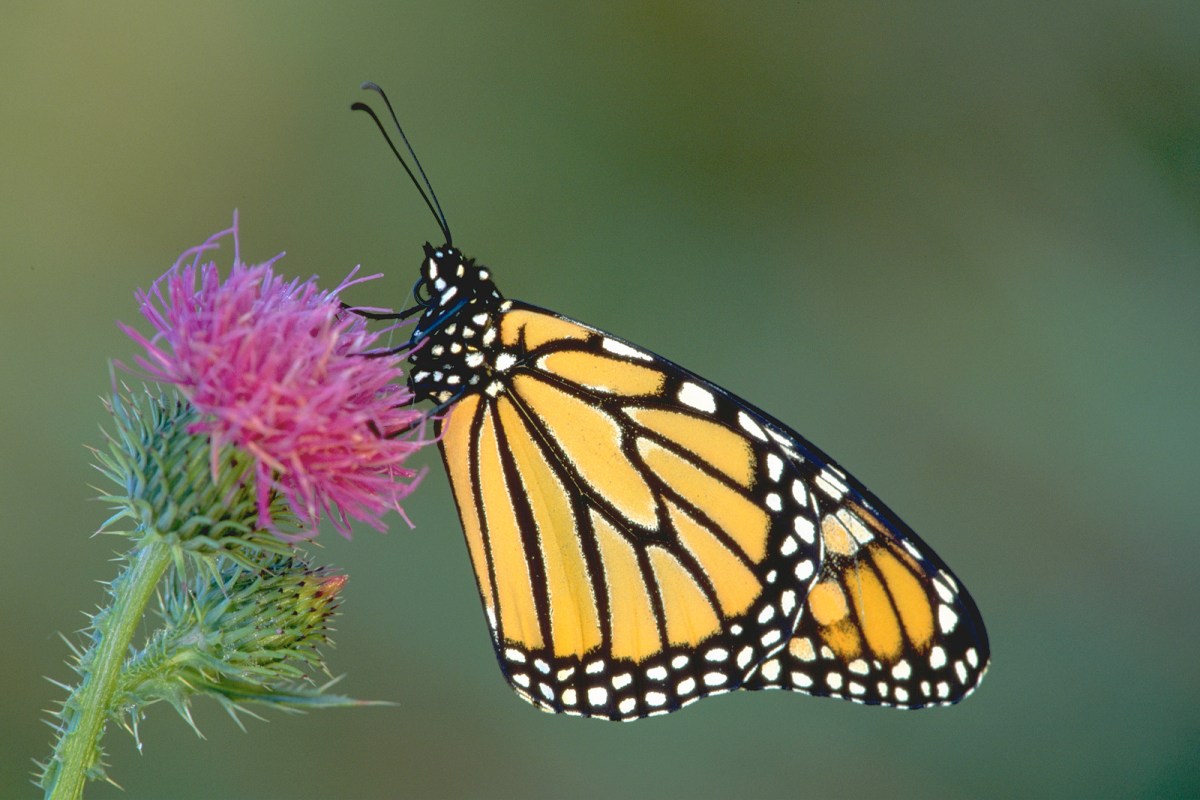 A butterfly on a flower.
