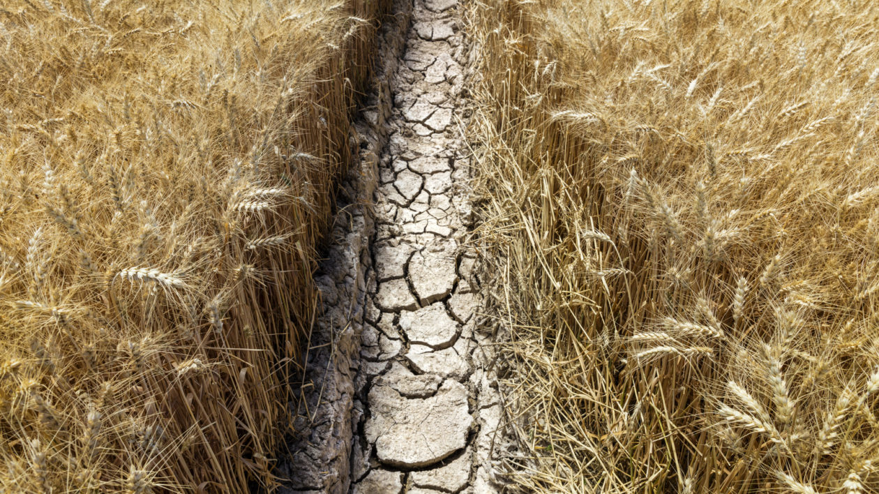 Dirt to Soil: A Farmer's Tell-all Puts Soil First