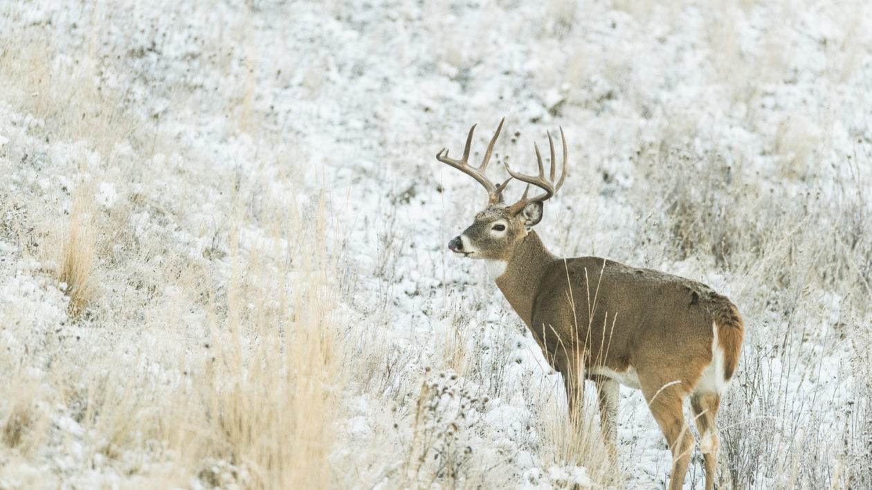 Chronic Wasting Disease: What You Need To Know