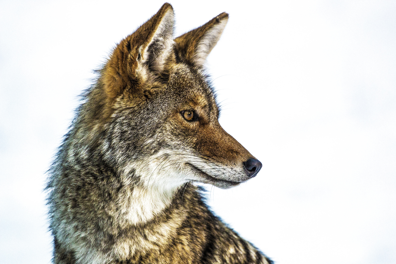 The Howling Why You’re Hearing Coyotes This Month