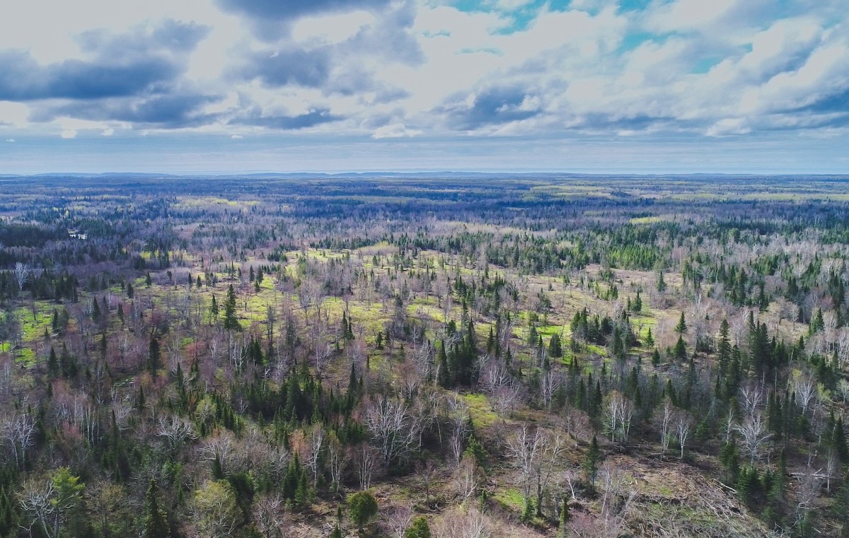 Aerial view of a conifer forest.