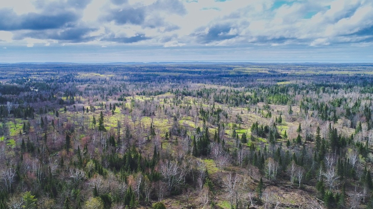 Aerial view of a conifer forest.