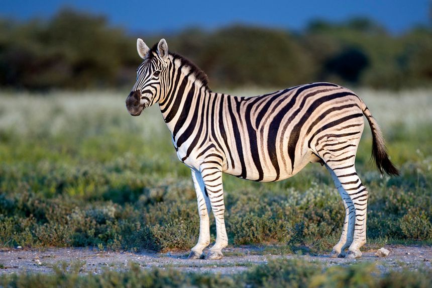 a standing zebra