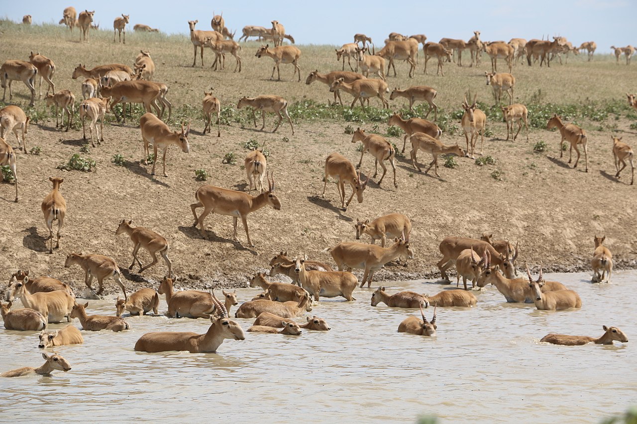 a herd of saiga