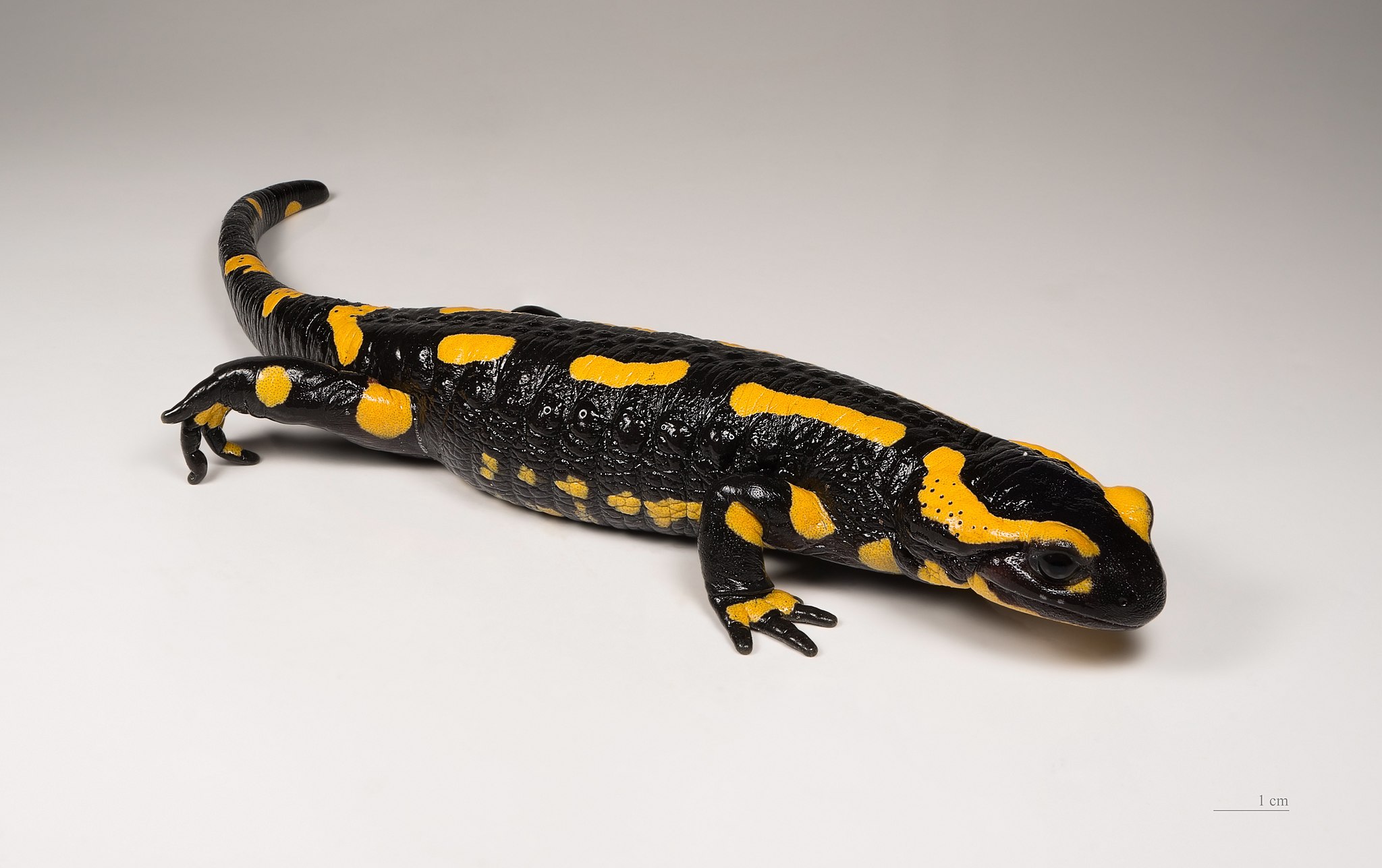 a black and yellow salamander
