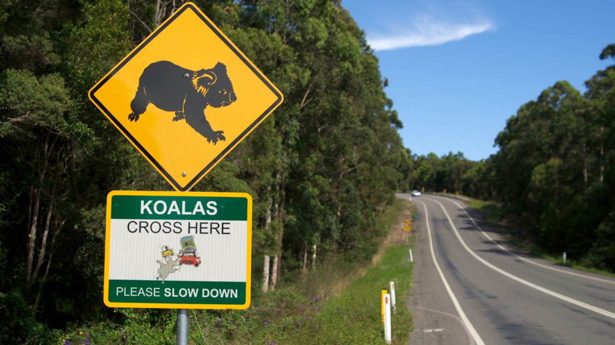 a koala warning sign