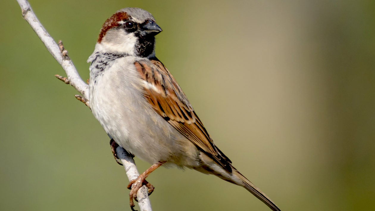 a bird on a branch