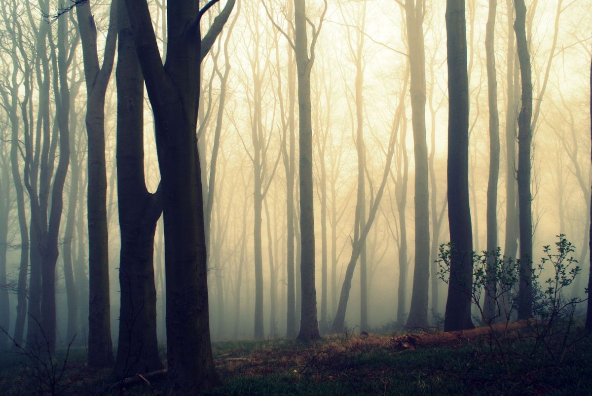 misty forest