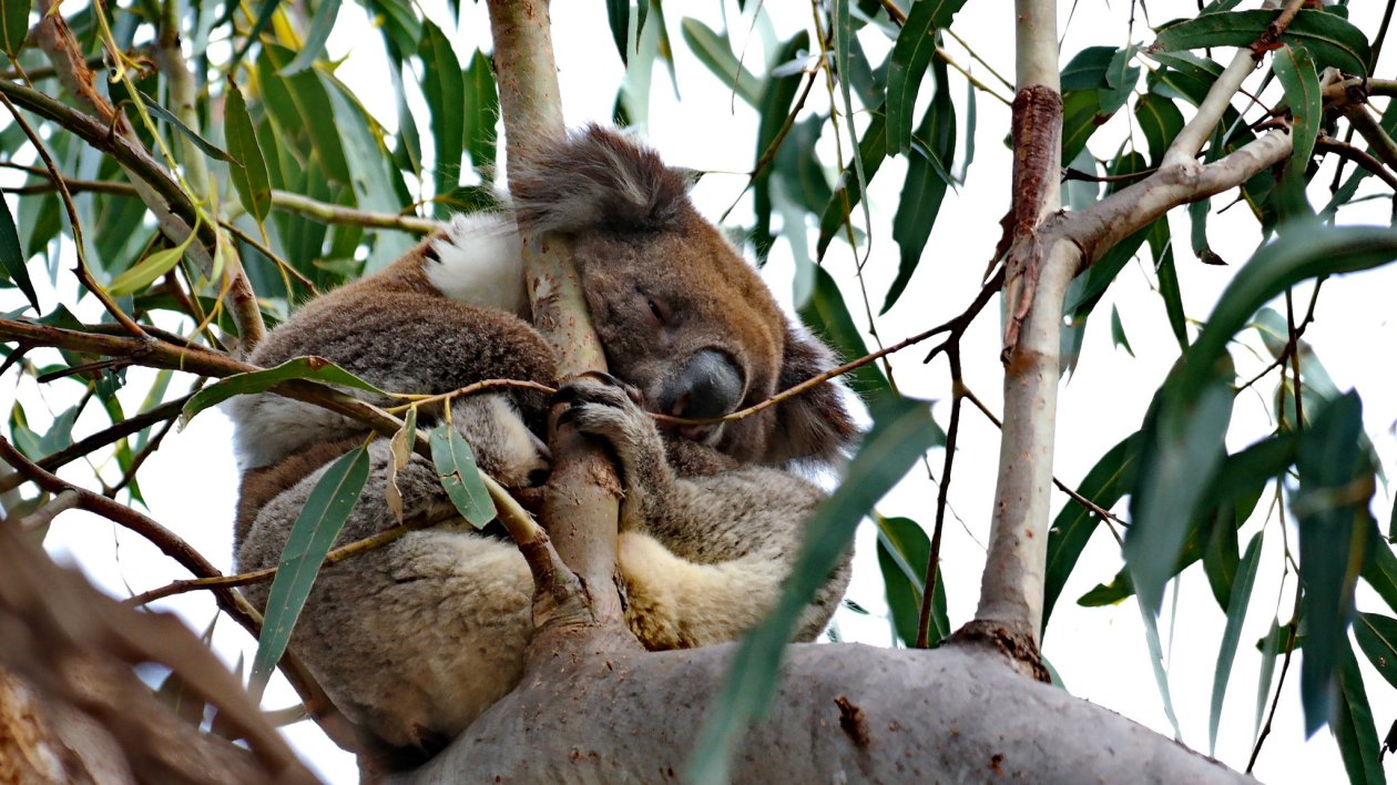 koala sleeping in a eucalyptus tree