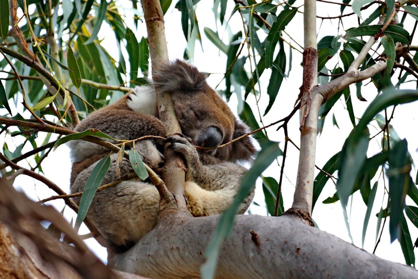 koala sleeping in a eucalyptus tree