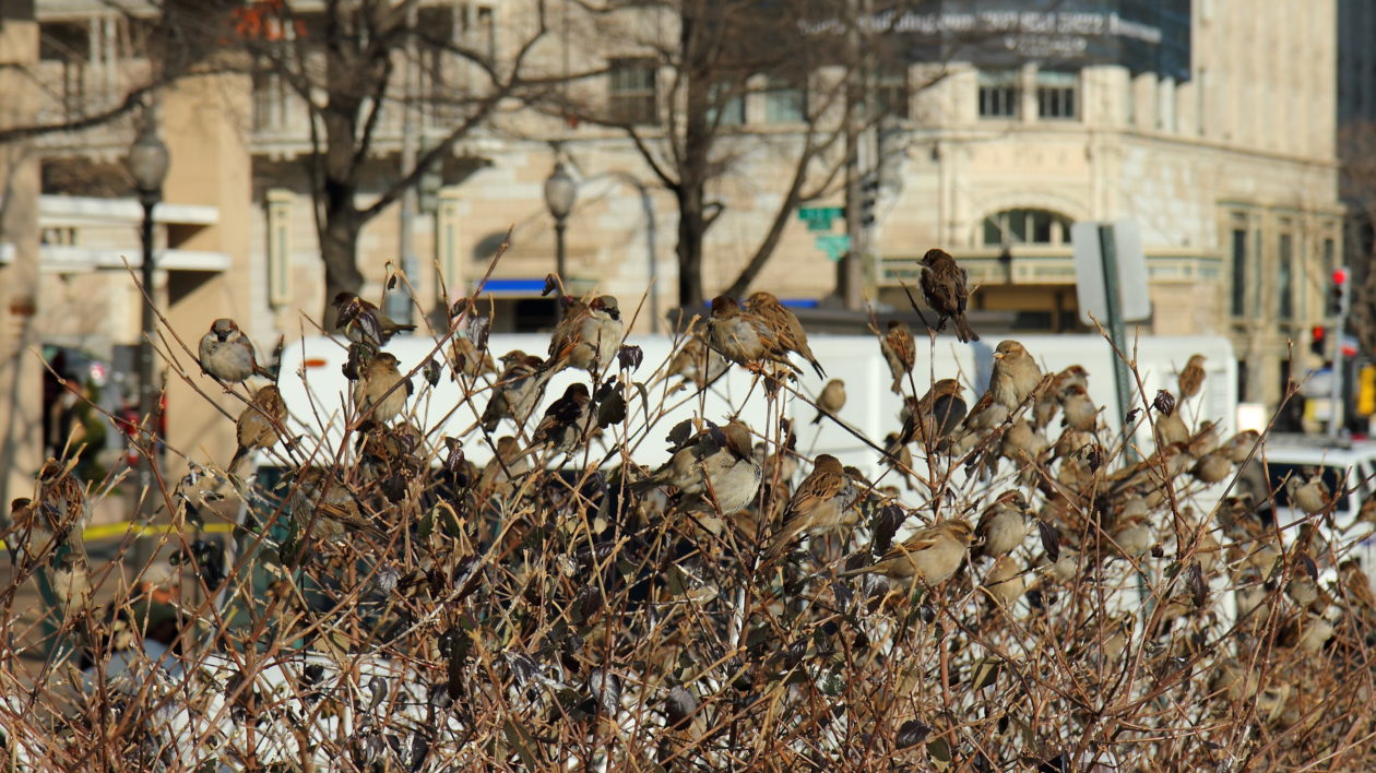 birds on a bush in the city