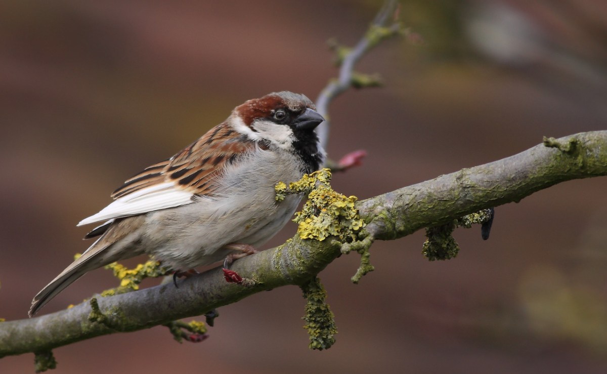 a small bird