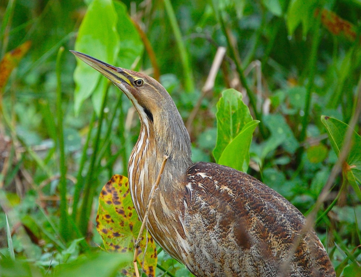 a bird in a swamp