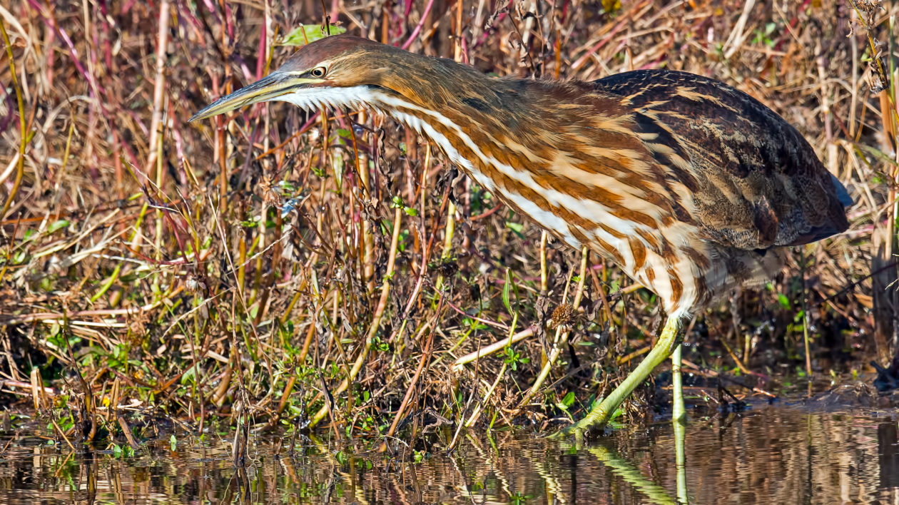 Meet the Bizarre American Bittern